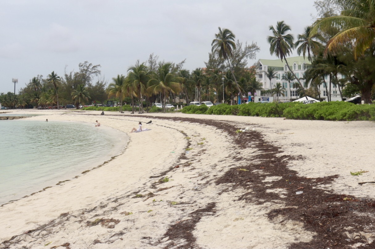 Palm-lined beach and shoreline photographed by Virgil Pennie