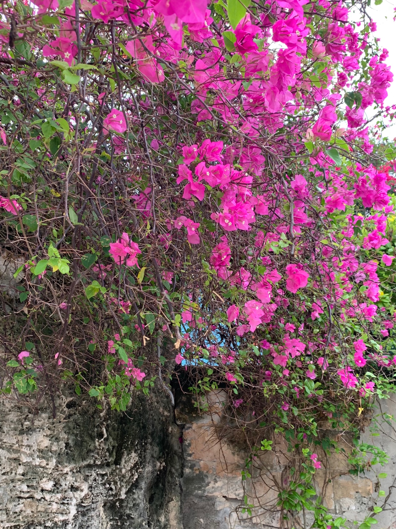 Vivid pink bougainvillea flowers spilling over a stone wall